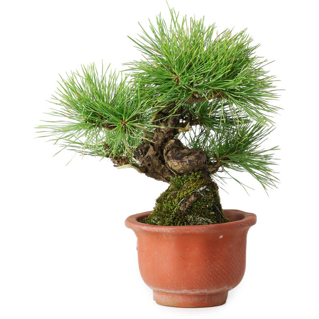 Pinus densiflora, 19,5 cm, ± 25 ans, dans un pot cassé