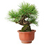 Pinus densiflora, 19,5 cm, ± 25 ans, dans un pot cassé