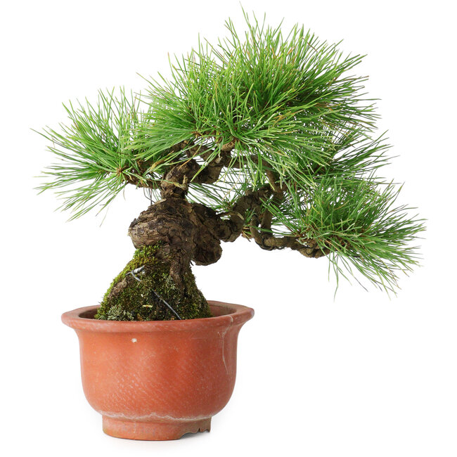 Pinus densiflora, 19,5 cm, ± 25 years old, in a broken pot