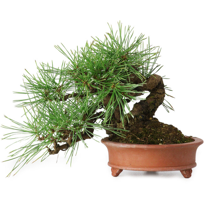 Pinus densiflora, 13 cm, ± 25 anni