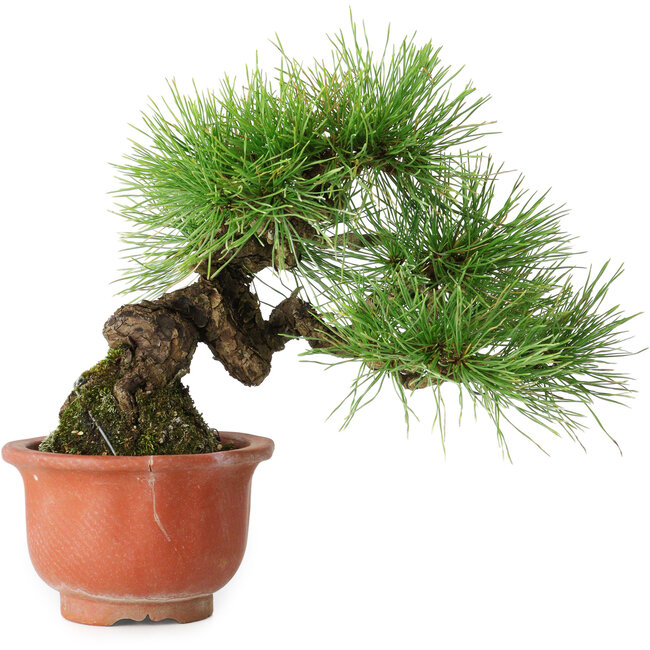 Pinus densiflora, 19,5 cm, ± 25 years old, in a broken pot
