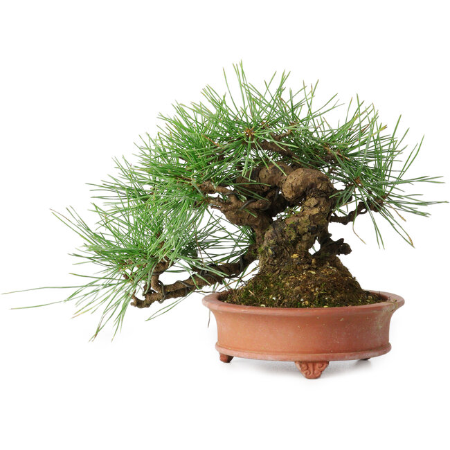 Pinus densiflora, 13 cm, ± 25 Jahre alt