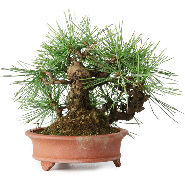 Pinus densiflora, 13 cm, ± 25 anni