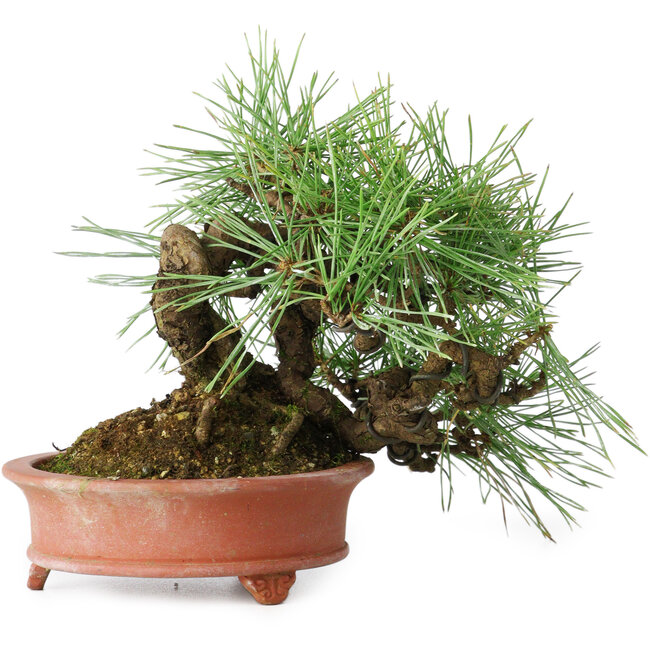Pinus densiflora, 13 cm, ± 25 jaar oud