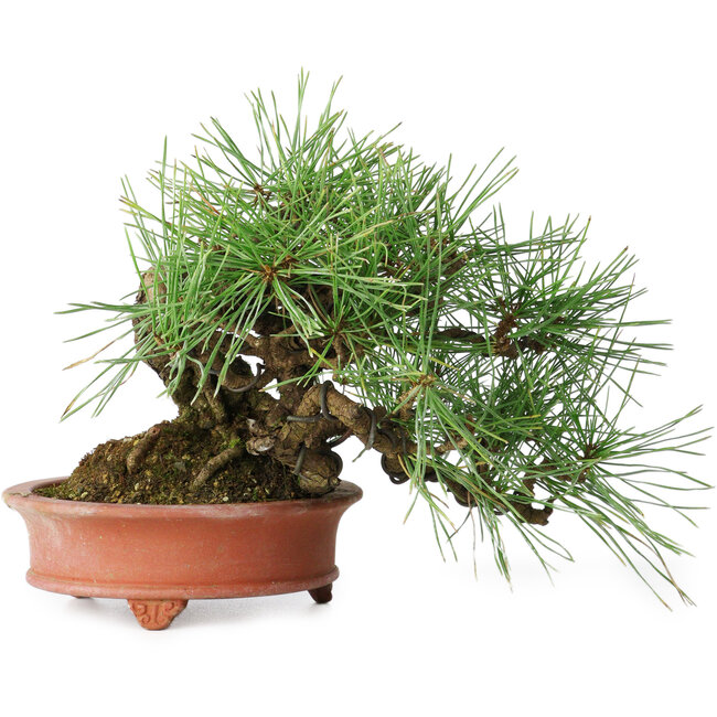 Pinus densiflora, 13 cm, ± 25 years old