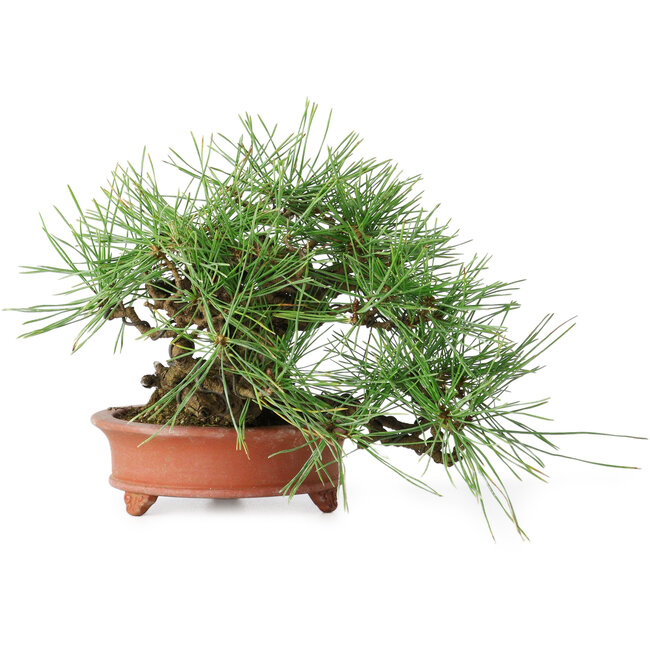 Pinus densiflora, 13 cm, ± 25 jaar oud