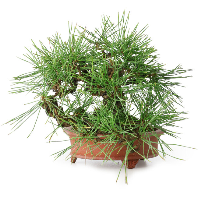 Pinus densiflora, 13 cm, ± 25 anni