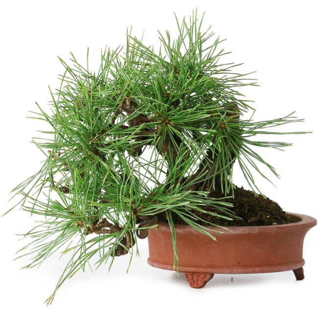 Pinus densiflora, 13 cm, ± 25 años