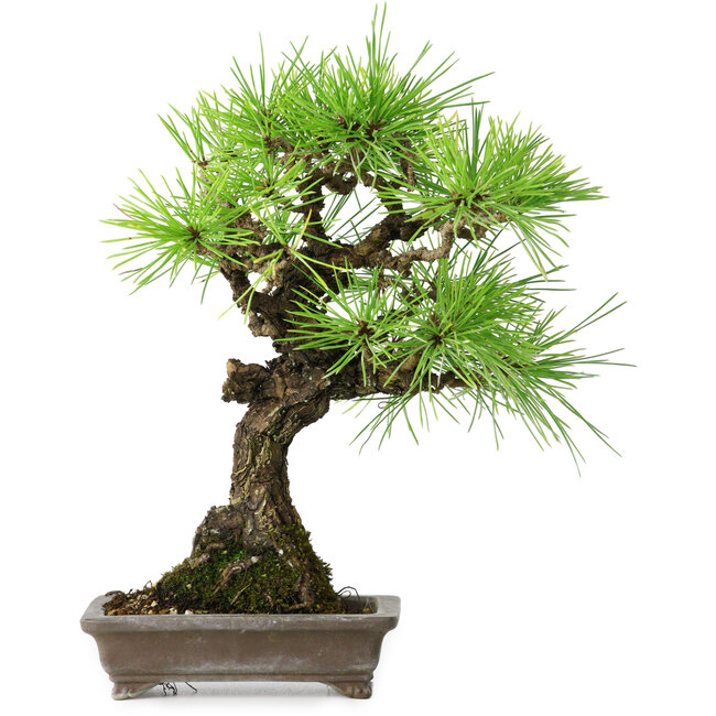 Pinus thunbergii, 26 cm, ± 25 anni
