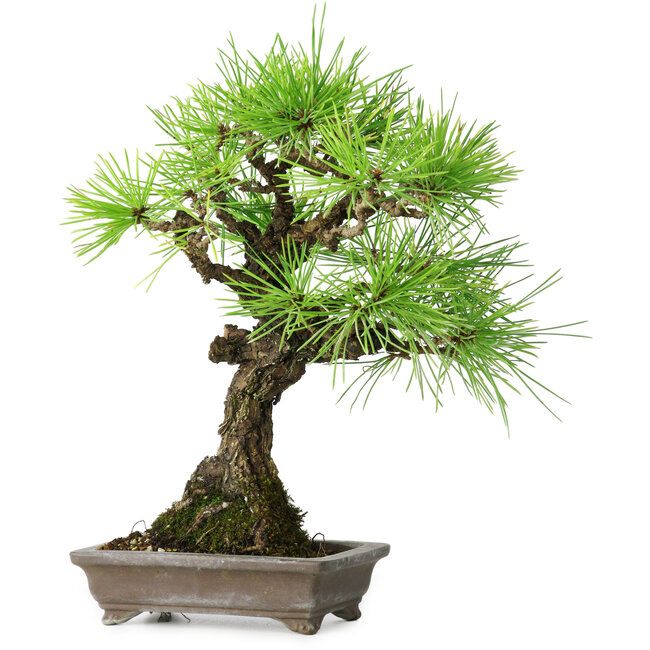 Pinus thunbergii, 26 cm, ± 25 years old