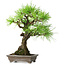 Pinus thunbergii, 26 cm, ± 25 jaar oud