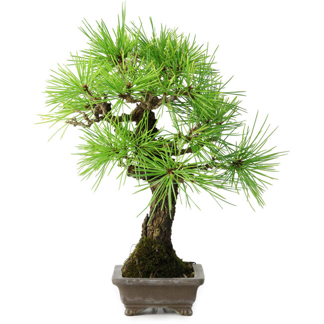 Pinus thunbergii, 26 cm, ± 25 jaar oud