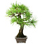 Pinus thunbergii, 26 cm, ± 25 years old