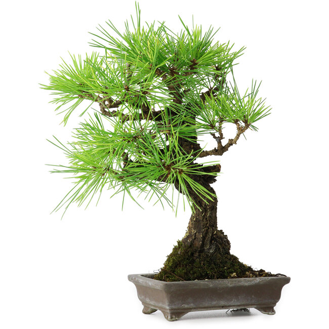 Pinus thunbergii, 26 cm, ± 25 years old