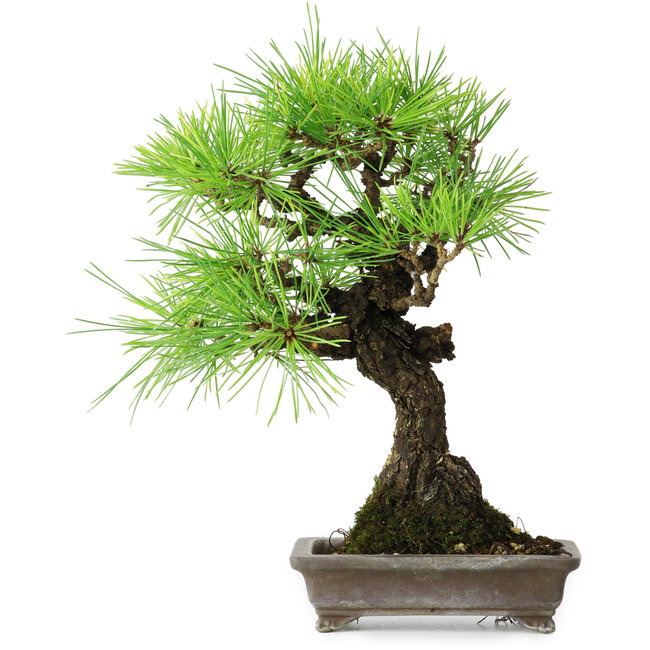 Pinus thunbergii, 26 cm, ± 25 años