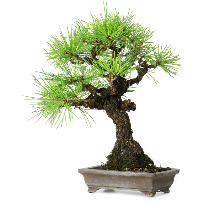 Pinus thunbergii, 26 cm, ± 25 anni