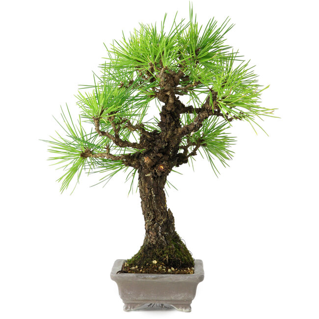 Pinus thunbergii, 26 cm, ± 25 ans