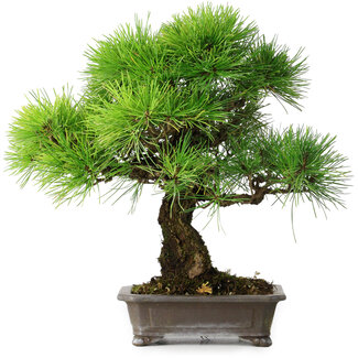Pinus thunbergii, 31 cm, ± 25 jaar oud