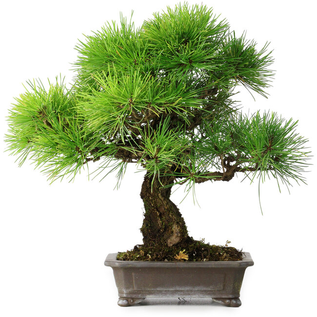 Pinus thunbergii, 31 cm, ± 25 years old
