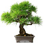 Pinus thunbergii, 31 cm, ± 25 ans