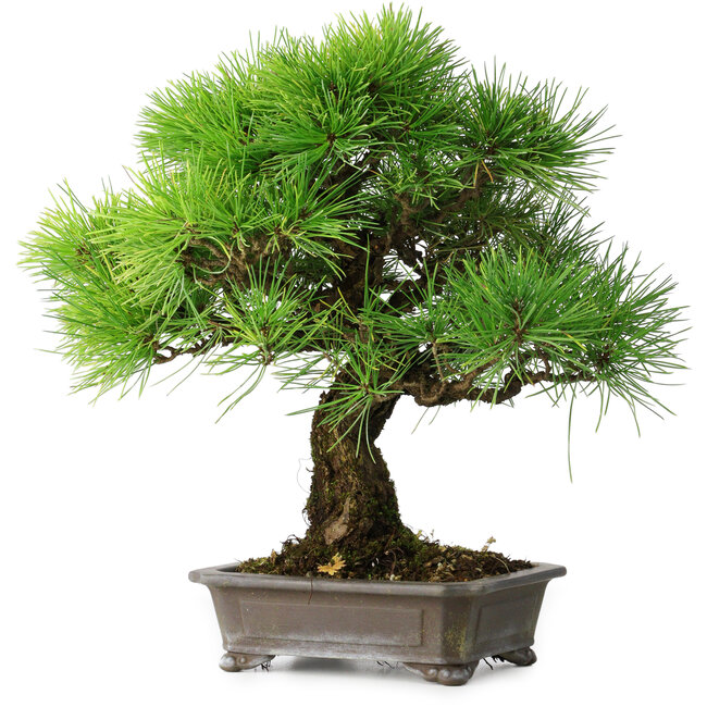 Pinus thunbergii, 31 cm, ± 25 years old
