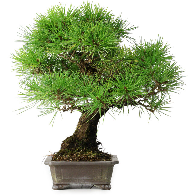 Pinus thunbergii, 31 cm, ± 25 years old