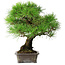 Pinus thunbergii, 31 cm, ± 25 jaar oud