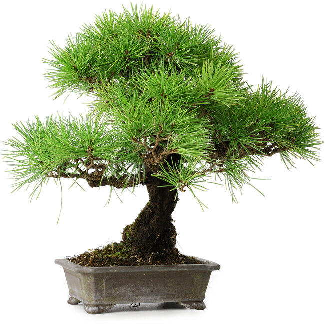 Pinus thunbergii, 31 cm, ± 25 years old