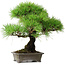 Pinus thunbergii, 31 cm, ± 25 ans