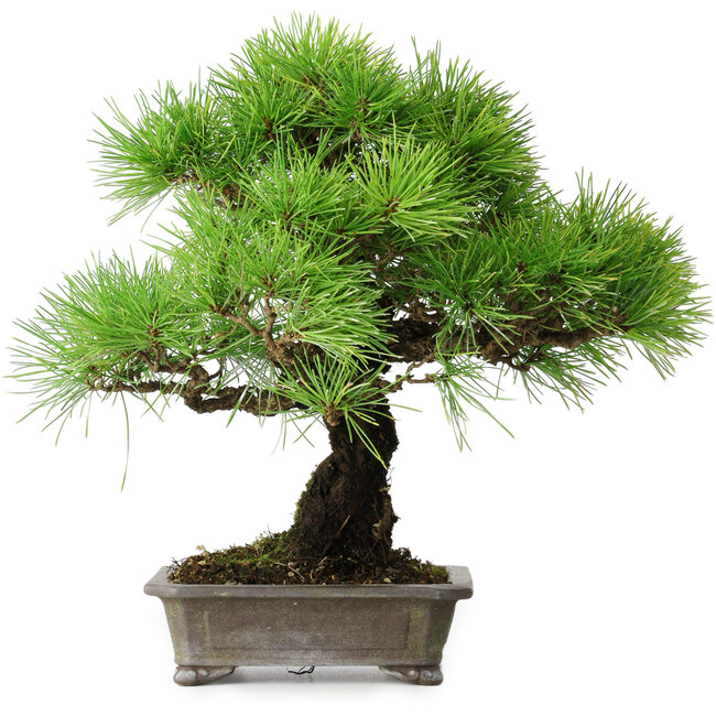 Pinus thunbergii, 31 cm, ± 25 Jahre alt