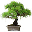Pinus thunbergii, 31 cm, ± 25 jaar oud