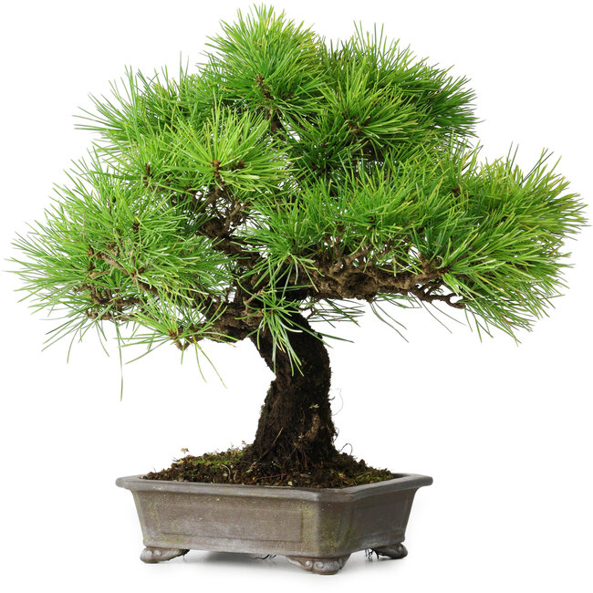Pinus thunbergii, 31 cm, ± 25 ans