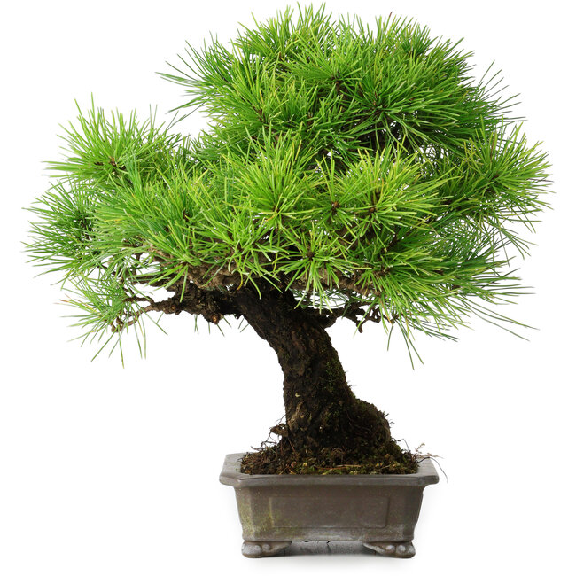 Pinus thunbergii, 31 cm, ± 25 ans