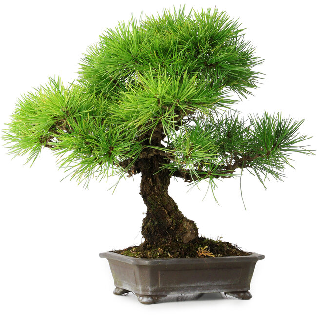 Pinus thunbergii, 31 cm, ± 25 ans