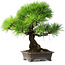 Pinus thunbergii, 31 cm, ± 25 years old