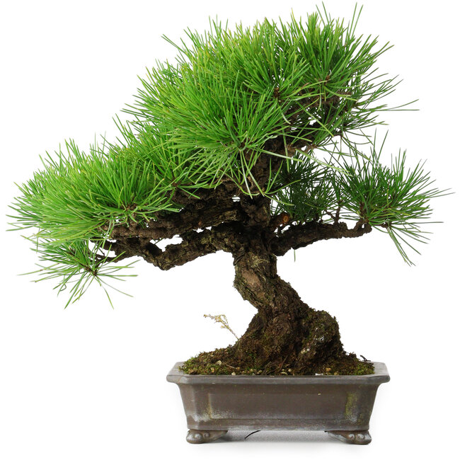 Pinus thunbergii, 30 cm, ± 25 ans