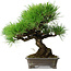 Pinus thunbergii, 30 cm, ± 25 jaar oud