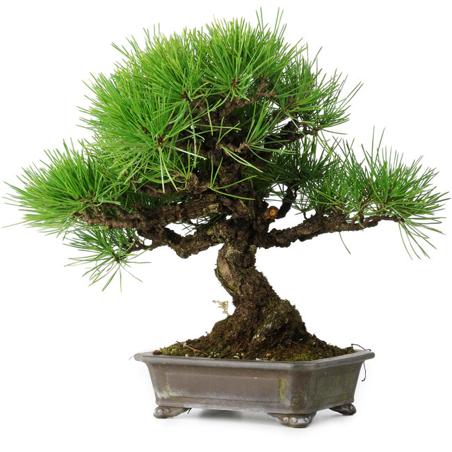 Pinus thunbergii, 30 cm, ± 25 Jahre alt