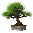 Pinus thunbergii, 30 cm, ± 25 ans