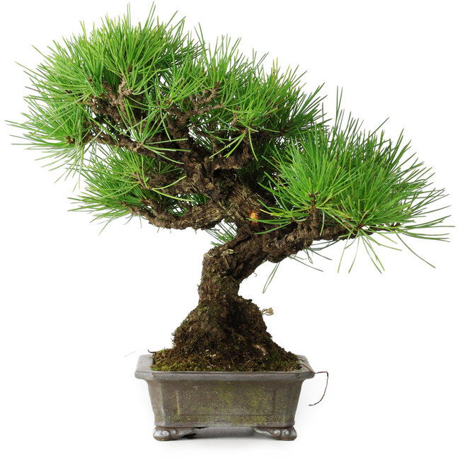 Pinus thunbergii, 30 cm, ± 25 jaar oud