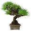 Pinus thunbergii, 30 cm, ± 25 years old