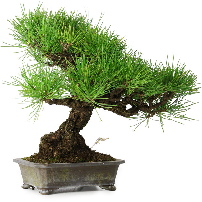 Pinus thunbergii, 30 cm, ± 25 anni
