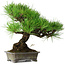 Pinus thunbergii, 30 cm, ± 25 years old