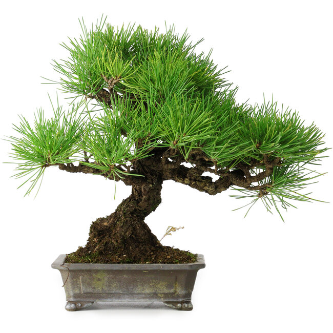 Pinus thunbergii, 30 cm, ± 25 years old