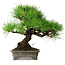 Pinus thunbergii, 30 cm, ± 25 años