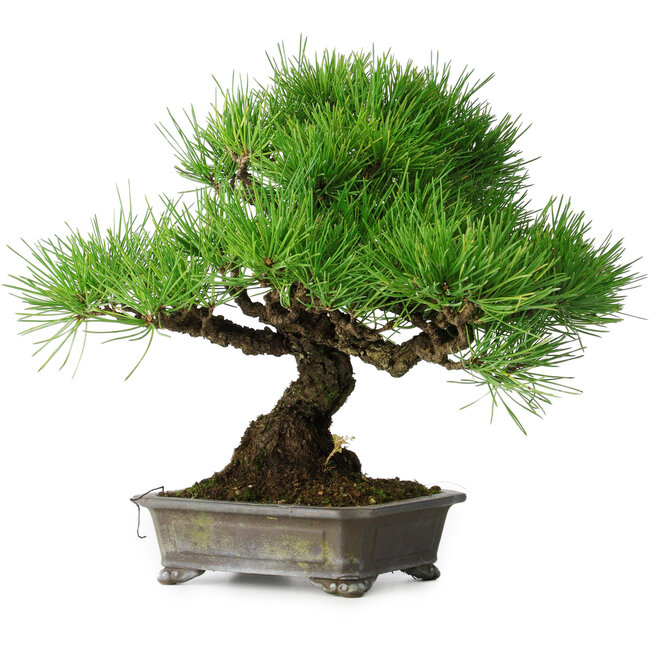 Pinus thunbergii, 30 cm, ± 25 jaar oud