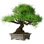 Pinus thunbergii, 30 cm, ± 25 ans