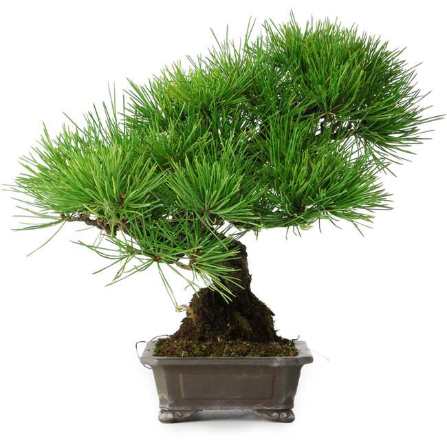 Pinus thunbergii, 30 cm, ± 25 ans