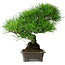 Pinus thunbergii, 30 cm, ± 25 jaar oud