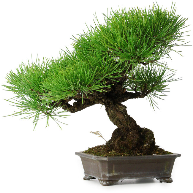 Pinus thunbergii, 30 cm, ± 25 años